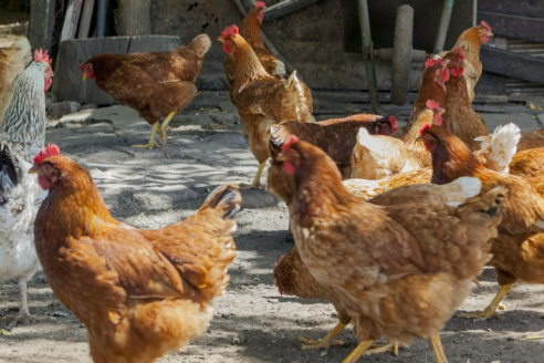 Se detectó un caso positivo de gripe aviar en un gallinero bonaerense