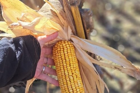 Prevén incremento del 10% en las siembras para grano comercial