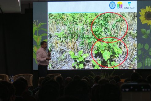 Jornada de Cultivos de Verano - CPC Paraná, Agosto 2025