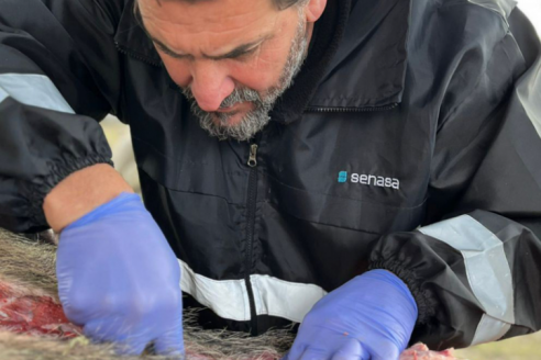 Especialistas monitorean la presencia de enfermedades de alto impacto en la fauna silvestre y salud pública