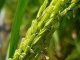 La Red de Aapresid detectó una maleza, resistente, que deriva del arroz cultivado