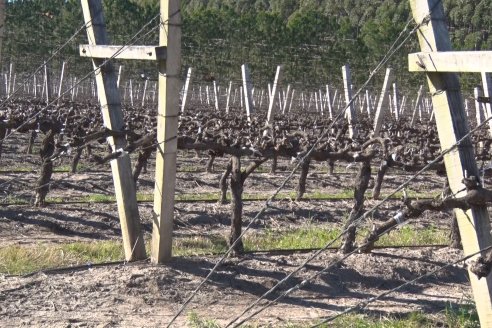 Visita a Bodega Siandra Hermanos - La Criolla, Entre Ríos