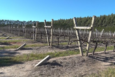 Visita a Bodega Siandra Hermanos - La Criolla, Entre Ríos
