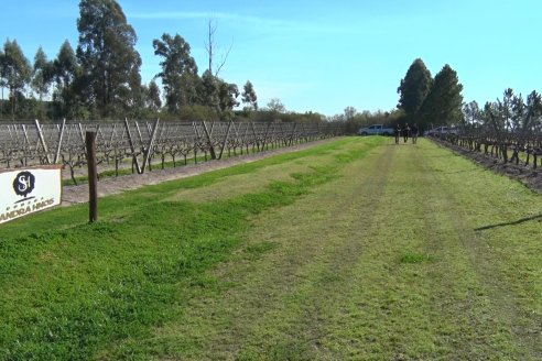 Visita a Bodega Siandra Hermanos - La Criolla, Entre Ríos