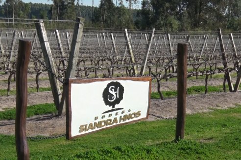 Visita a Bodega Siandra Hermanos - La Criolla, Entre Ríos