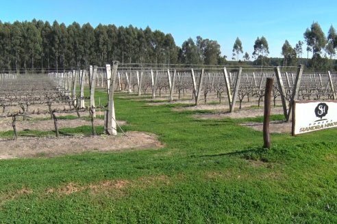 Visita a Bodega Siandra Hermanos - La Criolla, Entre Ríos