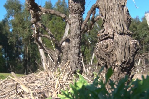 Visita a Bodega Siandra Hermanos - La Criolla, Entre Ríos