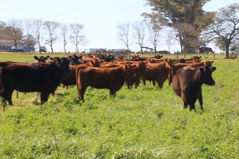 Dia de Campo de Cabaña Los Ramones de Emimai SA - Previo al 2° Remate Anual ANGUS DE PRIMERA