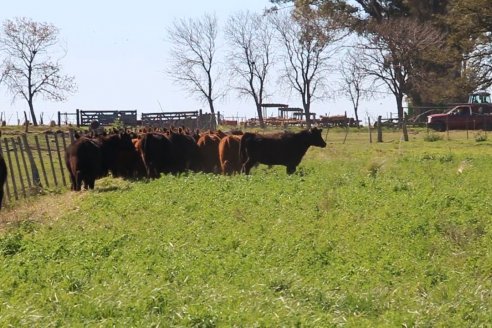 Dia de Campo de Cabaña Los Ramones de Emimai SA - Previo al 2° Remate Anual ANGUS DE PRIMERA