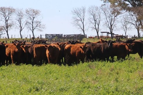 Dia de Campo de Cabaña Los Ramones de Emimai SA - Previo al 2° Remate Anual ANGUS DE PRIMERA