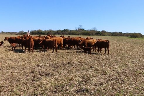 Dia de Campo de Cabaña Los Ramones de Emimai SA - Previo al 2° Remate Anual ANGUS DE PRIMERA