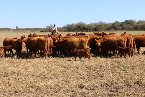 Dia de Campo de Cabaña Los Ramones de Emimai SA - Previo al 2° Remate Anual ANGUS DE PRIMERA