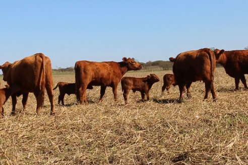 Dia de Campo de Cabaña Los Ramones de Emimai SA - Previo al 2° Remate Anual ANGUS DE PRIMERA