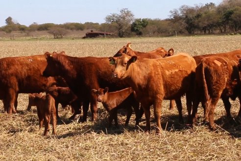 Dia de Campo de Cabaña Los Ramones de Emimai SA - Previo al 2° Remate Anual ANGUS DE PRIMERA
