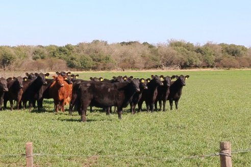 Dia de Campo de Cabaña Los Ramones de Emimai SA - Previo al 2° Remate Anual ANGUS DE PRIMERA