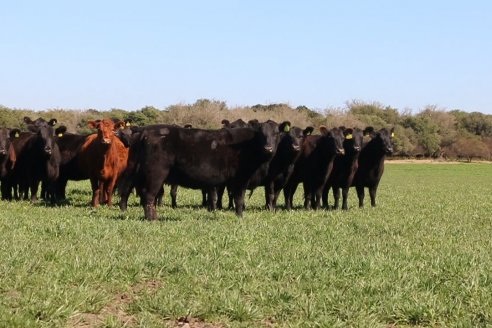 Dia de Campo de Cabaña Los Ramones de Emimai SA - Previo al 2° Remate Anual ANGUS DE PRIMERA
