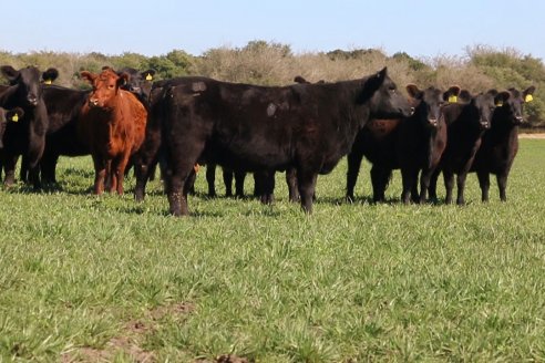 Dia de Campo de Cabaña Los Ramones de Emimai SA - Previo al 2° Remate Anual ANGUS DE PRIMERA