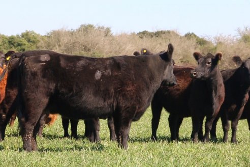 Dia de Campo de Cabaña Los Ramones de Emimai SA - Previo al 2° Remate Anual ANGUS DE PRIMERA
