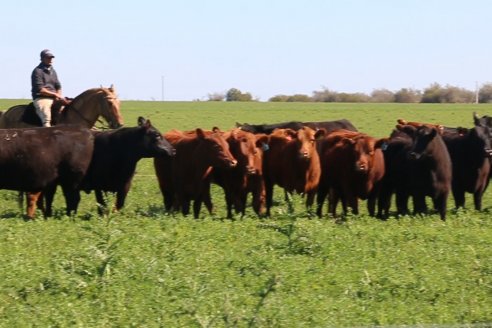 Dia de Campo de Cabaña Los Ramones de Emimai SA - Previo al 2° Remate Anual ANGUS DE PRIMERA