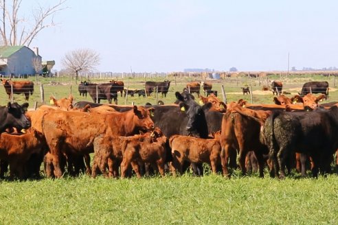 Dia de Campo de Cabaña Los Ramones de Emimai SA - Previo al 2° Remate Anual ANGUS DE PRIMERA