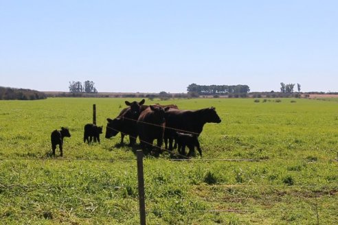 Dia de Campo de Cabaña Los Ramones de Emimai SA - Previo al 2° Remate Anual ANGUS DE PRIMERA