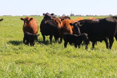 Dia de Campo de Cabaña Los Ramones de Emimai SA - Previo al 2° Remate Anual ANGUS DE PRIMERA