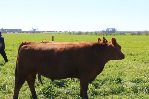 Dia de Campo de Cabaña Los Ramones de Emimai SA - Previo al 2° Remate Anual ANGUS DE PRIMERA