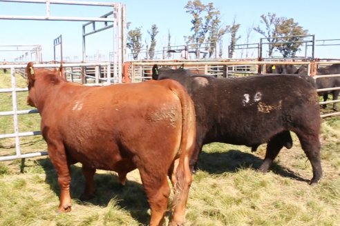 Dia de Campo de Cabaña Los Ramones de Emimai SA - Previo al 2° Remate Anual ANGUS DE PRIMERA