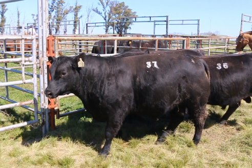 Dia de Campo de Cabaña Los Ramones de Emimai SA - Previo al 2° Remate Anual ANGUS DE PRIMERA