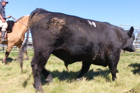 Dia de Campo de Cabaña Los Ramones de Emimai SA - Previo al 2° Remate Anual ANGUS DE PRIMERA