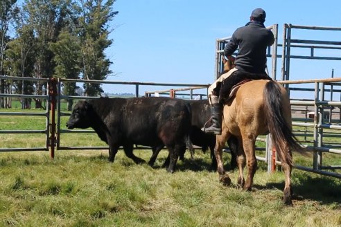 Dia de Campo de Cabaña Los Ramones de Emimai SA - Previo al 2° Remate Anual ANGUS DE PRIMERA