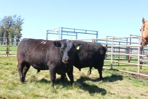 Dia de Campo de Cabaña Los Ramones de Emimai SA - Previo al 2° Remate Anual ANGUS DE PRIMERA