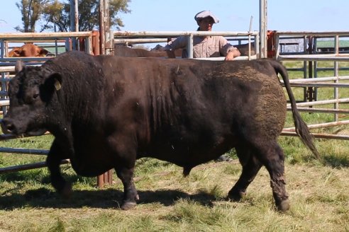 Dia de Campo de Cabaña Los Ramones de Emimai SA - Previo al 2° Remate Anual ANGUS DE PRIMERA