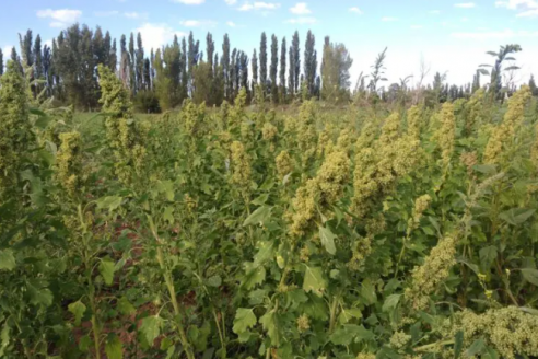 Desde el INTA presentan una variedad de quinua, más rústica y rendidora