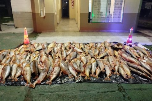 Decomisaron una tonelada de carne de dorado transportada ilegalmente