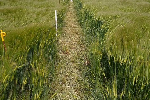 Alertan por deficiencias de zinc que afectan a cultivos de trigo y cebada