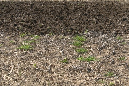 Dianámica a Campo de Bovier Maquinarias con Acondicionador de Suelos Tecno Campo