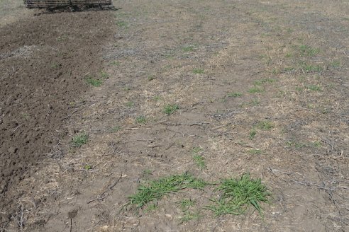 Dianámica a Campo de Bovier Maquinarias con Acondicionador de Suelos Tecno Campo