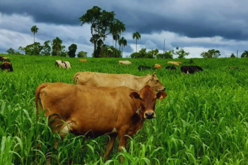 Recomendaciones para el uso de las pasturas adaptadas en los tambos