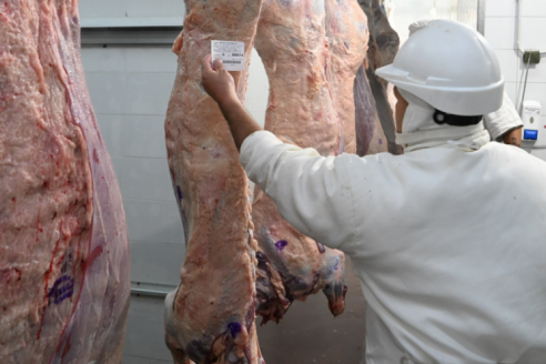 La tipificación de cortes bovinos alcanza al 95% de la faena nacional