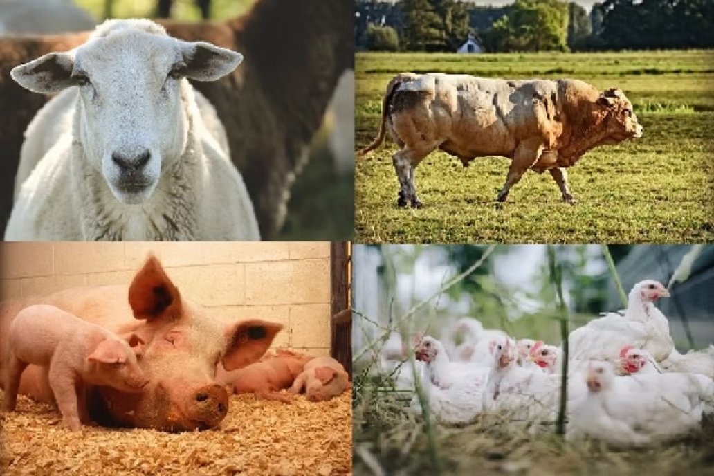 La soja como clave en  alimentación animal y valor agregado en la agroindustria