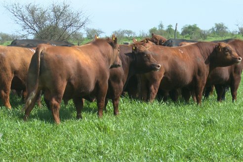 Recorrida a Campo Previa al 20° Remate Anual Estancia Don Pastor