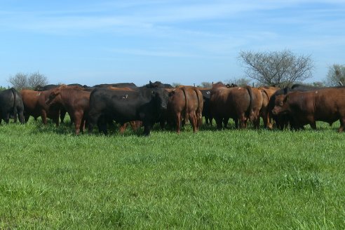 Recorrida a Campo Previa al 20° Remate Anual Estancia Don Pastor