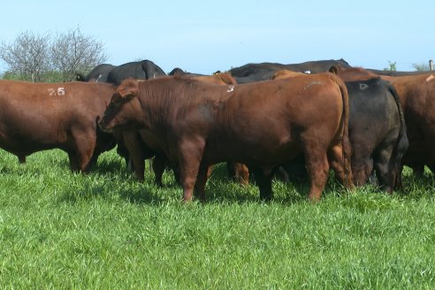Recorrida a Campo Previa al 20° Remate Anual Estancia Don Pastor