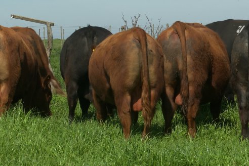 Recorrida a Campo Previa al 20° Remate Anual Estancia Don Pastor