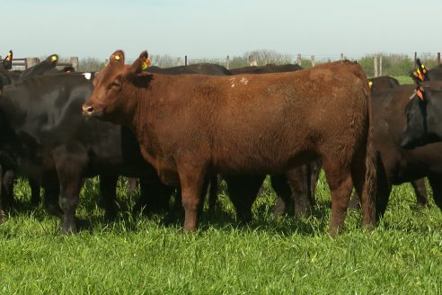 Recorrida a Campo Previa al 20° Remate Anual Estancia Don Pastor