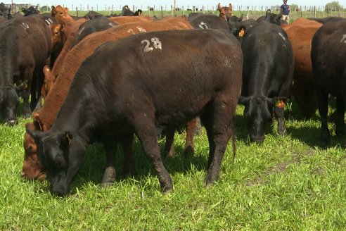 Recorrida a Campo Previa al 20° Remate Anual Estancia Don Pastor
