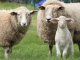 Urdinarrain será sede de la 1° Exposición Nacional Romney Marsh