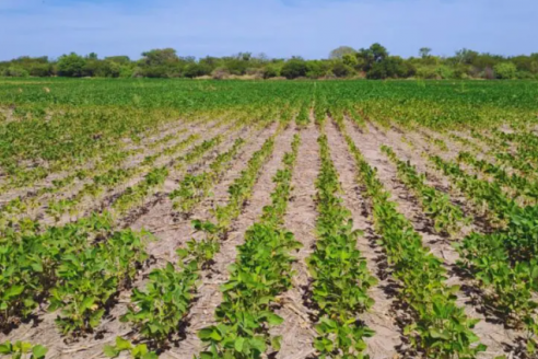 Dato: plantar en febrero puede reducir hasta un 38% el rinde de la soja