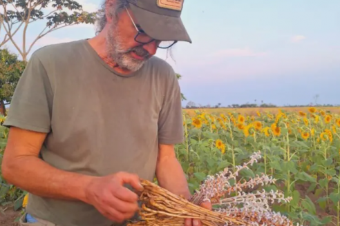 Monitoreo y prevención es la mejor defensa contra el jopo, la plaga que acecha al girasol